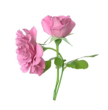Pink rose Foto stock