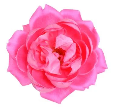 Pink rose Stock Photos