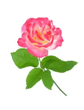 Pink rose Stock Photos