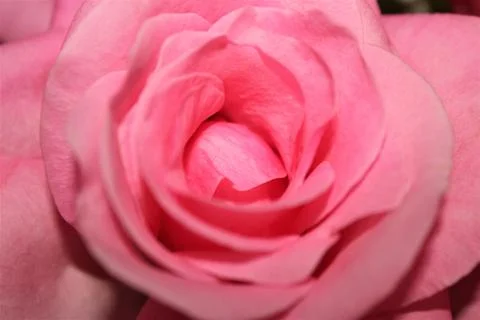 Pink Rose Stock Photos