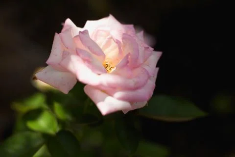 Pink Rose Stock Photos