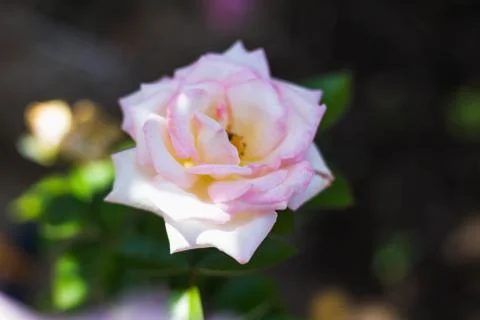 Pink Rose Stock Photos
