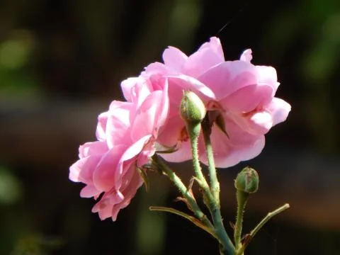 Pink Rose Stock Photos