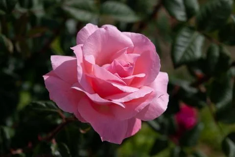Pink rose Stock Photos