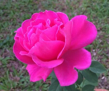 Pink rose Stock Photos