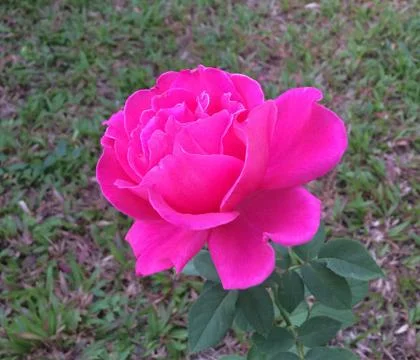 Pink rose Stock Photos