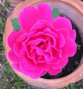 Pink rose Stock Photos