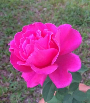 Pink rose Stock Photos