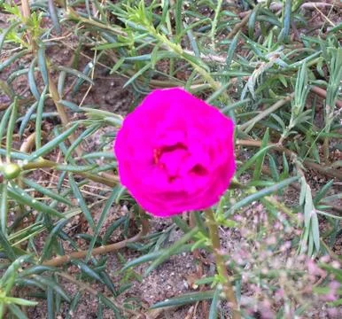 Pink rose Stock Photos