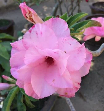 Pink rose Stock Photos