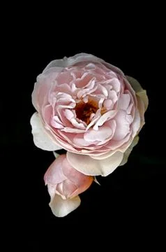Pink Rose Foto stock
