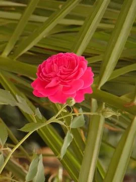 Pink rose Stock Photos