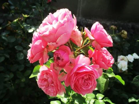 Pink rose Photos