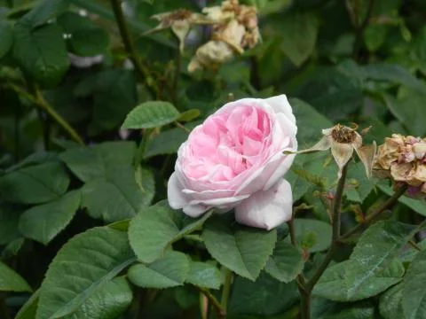 Pink rose Stock Photos