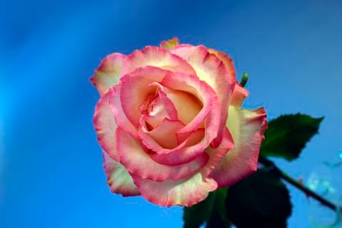 Pink rose Foto stock