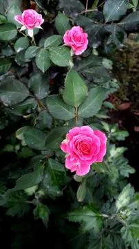 Pink Rose Stock Photos