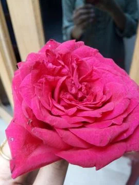 Pink rose Stock Photos