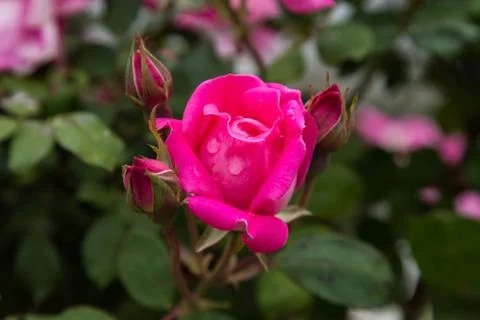 A Pink Rose Foto stock