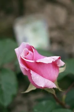 Pink rose Stock Photos