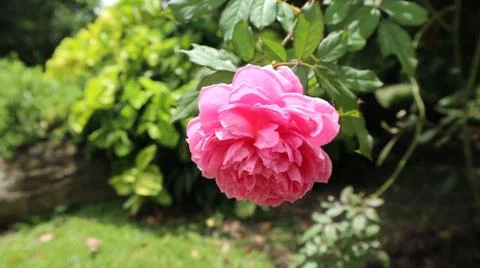 Pink Rose Stock Photos