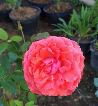 Pink rose Stock Photos