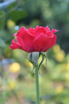 Pink rose Stock Photos