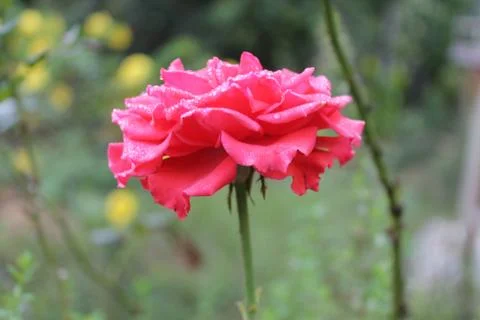 Pink rose Foto stock