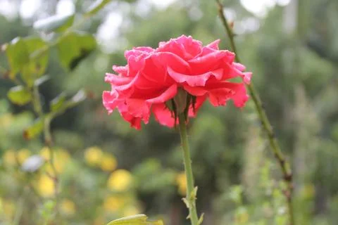 Pink rose Foto stock