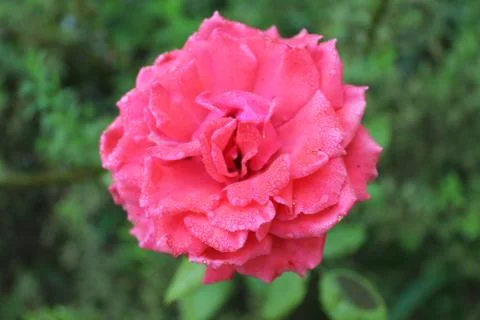 Pink rose Stock Photos