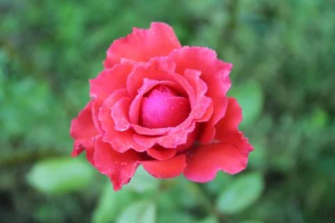 Pink rose Foto stock