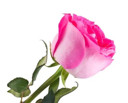 Pink rose Stock Photos