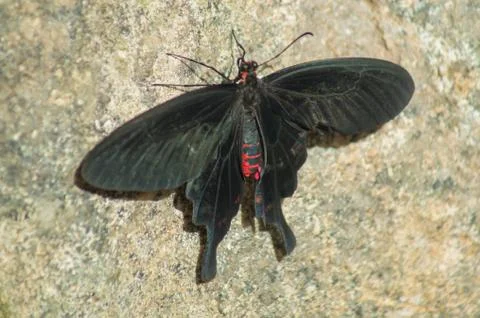 Pink Rose Stock Photos