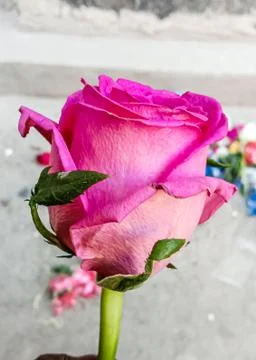 Pink rose Stock Photos