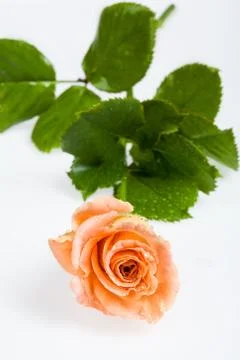 Pink Rose Stock Photos