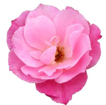 Pink Rose Stock Photos