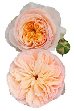 Pink Rose Stock Photos