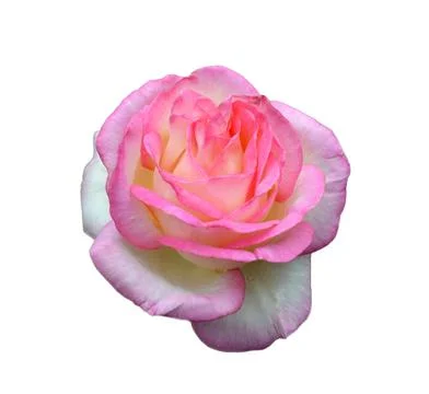 Pink Rose Stock Photos