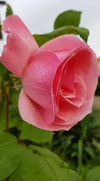 Pink rose Stock Photos