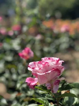 Pink rose 库存照片