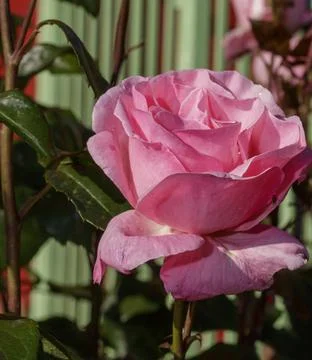 A pink rose Stock Photos