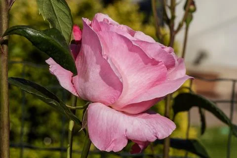 A pink rose Stock Photos