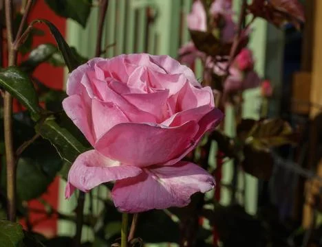 A pink rose Foto stock