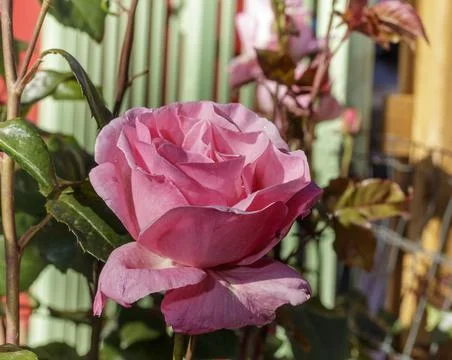 A pink rose Stock Photos
