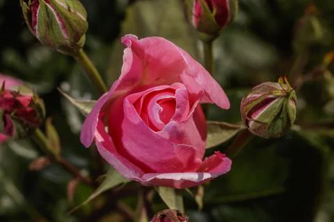 A pink rose Stock Photos