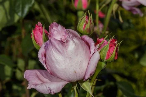 A pink rose Фото
