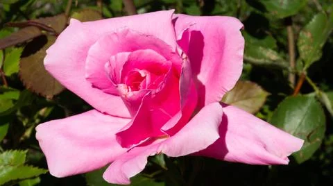Pink Rose Stock Photos