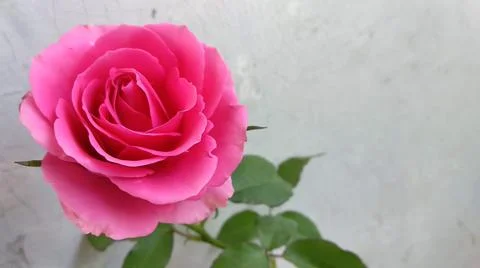 Pink rose Stock Photos