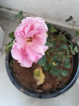 Pink rose Stock Photos