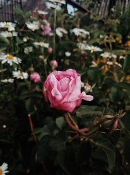 Pink rose Foto stock