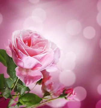 Pink Rose 스톡 사진